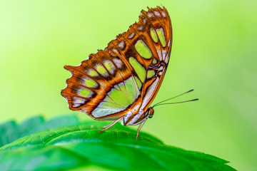 Fototapeta na wymiar Closeup Malachite (siproeta stelenes) beautiful butterfly in a summer garden