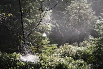 blurred forest as background, branches with spider web, summer morning