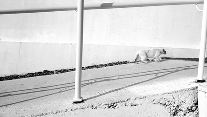 Black & white cat in in a seaside resort © Jarek