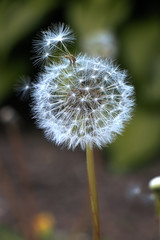 Air dandelion that grows in the field