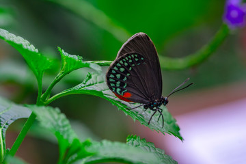 Closeup beautiful butterfly in a summer garden