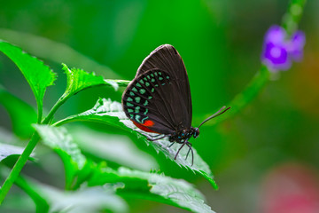 Closeup beautiful butterfly in a summer garden
