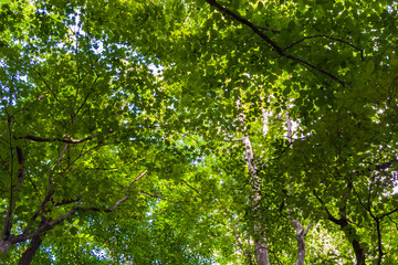 Green Harwood Canopy Near Porter Creek,Great Smokey Mountains National Park, Tennessee, USA