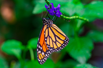 Fototapeta na wymiar Monarch, Danaus plexippus is a milkweed butterfly (subfamily Danainae) in the family Nymphalidae butterfly in nature habitat.