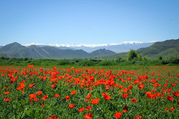 Fototapeta na wymiar Poppy field view by bright noon, Central Kyrgyzstan