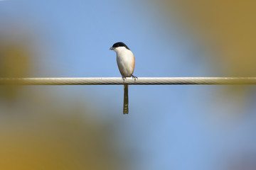 great tit parus major