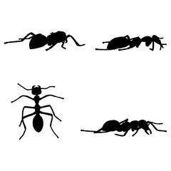 5 black and white set vector ant silhouette isolated on white background