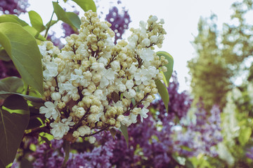 Beautiful lilac flowers on bush, close up
