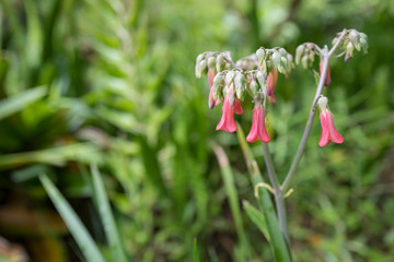 red and yellow flowers