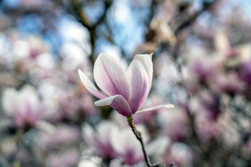 Obraz premium Magnolie