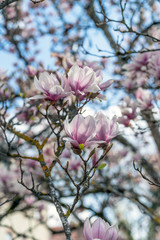 Magnolie