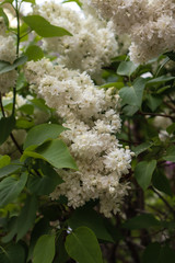 Beautiful lilac flowers on bush, close up