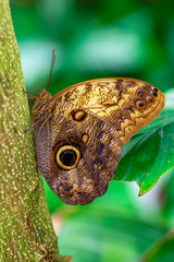 Blue Morpho, Morpho peleides, big butterfly sitting on green leaves, beautiful insect in the nature habitat

