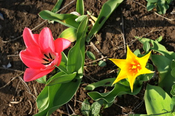 Multi-colored tulips in the garden in different sequences