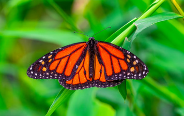Fototapeta premium Monarch, Danaus plexippus is a milkweed butterfly (subfamily Danainae) in the family Nymphalidae butterfly in nature habitat.