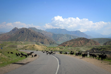 Goat herd on the road view, Central Kyrgyzia