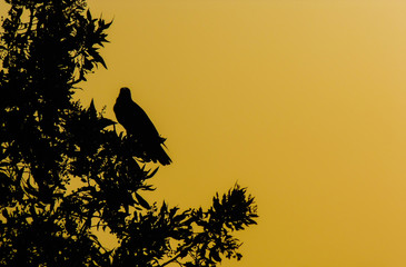 silhouette of a bird in a tree