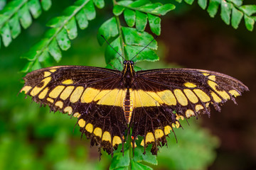 Closeup beautiful butterfly in a summer garden