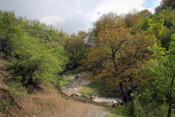 Landscape of walnut forest and mountains, Arslanbob, Kyrgyzstan