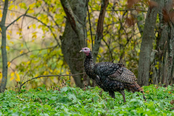 Turkey in the forest in the grass