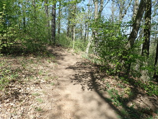  hidden trail in the green wood