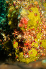 オオモンカエルアンコウ