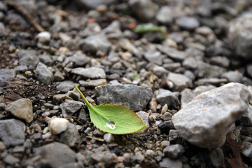 Leaf and drop of water close up view