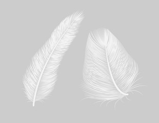 Vector feather quill icon background. Bird isolated feather