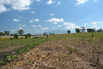 Fototapeta na wymiar A barren sugar cane plantation after the harvest.
