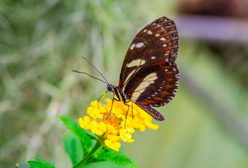 Naklejka na ściany i meble Beautiful heliconius butterfly sitting on flower in a summer garden