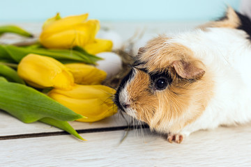 Cute guinea pig next to easter eggs and yellow fresh tulips over a wooden table with blue background
