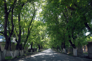Walnut forest view near Arslanbob town, Kyrgyzia