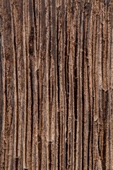 Natural dark wooden bark of tree stripped texture background, vertical