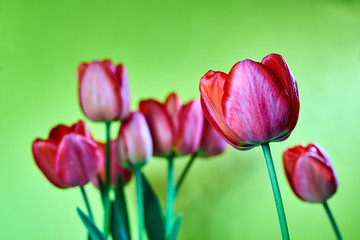 A series of red tulips on a yellow   background.