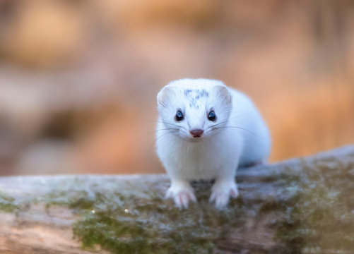 least weasel