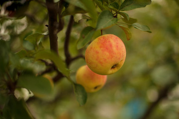 ripe juicy red-yellow apples on a branch in the garden. fruit tree. harvest of apples. apples on a branch with blurry background