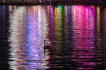 Schwan auf einem von Jahrmarktslichtern bunt beleuchteten See 