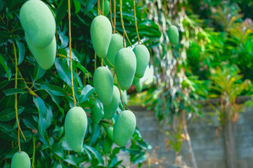 Mango. Close up mango fruit on mango tree. Tropical fruit.