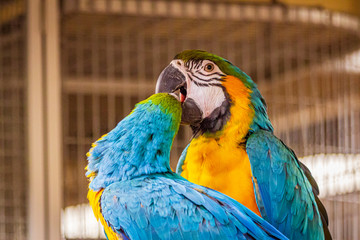 blue and yellow macaw