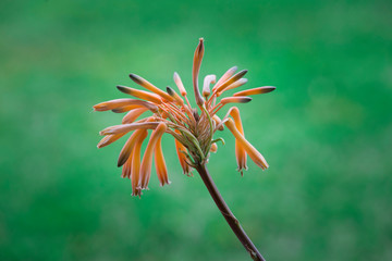 Detail of orange colored flower with green background.