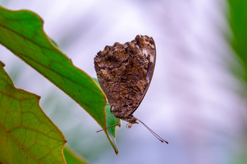 Obraz premium Closeup beautiful butterfly in a summer garden