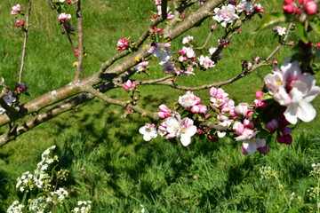 fruit trees blooming in the orchard in spring