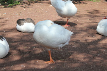 duck, pato