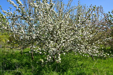 Fototapeta na wymiar fruit trees blooming in the orchard in spring