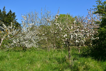 blooming apple trees and fruit trees in the orchard
