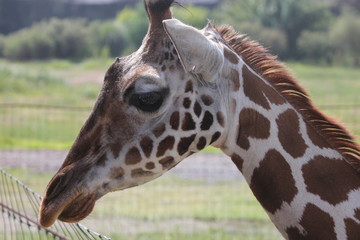 Jirafa, jiraffe