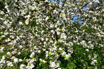 fruit trees blooming in the orchard in spring