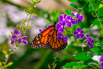 Monarch, Danaus plexippus is a milkweed butterfly (subfamily Danainae) in the family Nymphalidae butterfly in nature habitat.