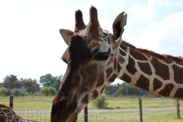 Jirafa, jiraffe