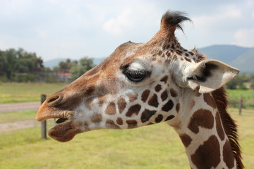 giraffa, animal, zoo, mamífero, fauna, cuello, inhospitalario, administrar, naturaleza, safari, alto, anhelar, retrato, giraffa, espacio publicitario, café, lengua, bebé